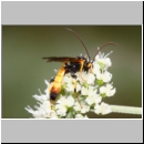 Cosmoconus nigriventris - Schlupfwespe m02c 11mm - OS-Hellern Wiese det06.jpg